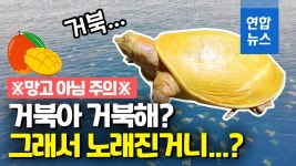[영상] 기어다니는 망고?…인도 SNS스타 된 노랑 거북