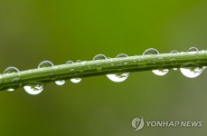 장맛비로 풀잎은 빗방울