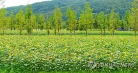 화천 북한강변에 해바라기 공원