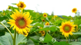 화천 북한강변에 핀 해바라기