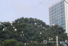 청주 송절동의 백로 서식지