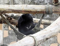 반달곰의 휴식 시간