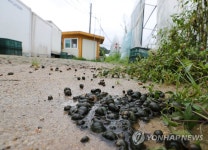 물 폭탄 맞은 우렁이 양식장