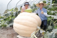 380㎏ 초대형 호박의 위용