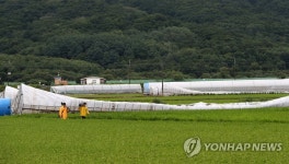 무너진 비닐하우스