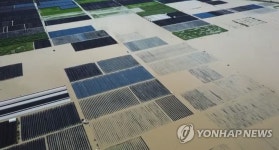 인삼밭 삼킨 집중호우