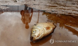 흘러든 강물 타고 온 물고기