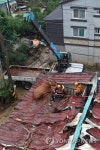 지붕 위에 고립된 소, 구조하는 119