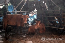 [르포] 음매~음매~ 울음소리 생생…물 빠지자 눈 뜬 한우 사체 즐비