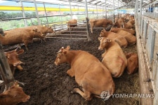 지붕에서 구조한 소 임시 대피