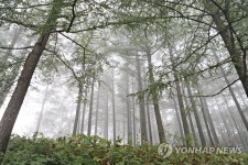 구름도 쉬어가는 정선 만항재