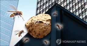 장마 끝난 뒤 벌 활동 왕성…벌 쏘임 주의하세요