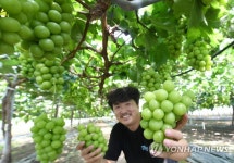 포도계의 왕 샤인머스캣 수확해요