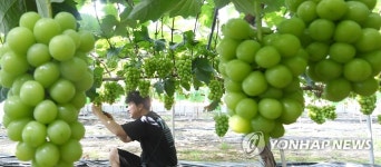 탐스럽게 익은 샤인머스캣