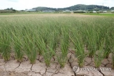 집중호우로 침수 영광 염산면 이번엔 가뭄 피해…농민들 분통
