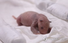 에버랜드, 생후 한 달 '아기 판다' 사진 공개
