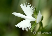 해오라비난