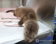 치료 중인 수달