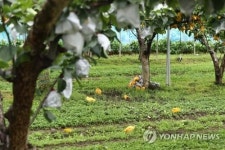 태풍 바비 낙과 피해 경미 예산·천안 과수 농민들 안도