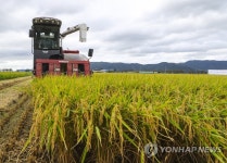 코로나19 이겨낸 쌀 소비자 밥상에…부산 첫 벼 수확