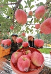 태풍 마이삭 북상에 홍로사과 조기 수확