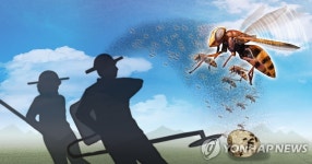 벌초·성묘 때 말벌 조심…소방청, 내일 벌쏘임 경보 발령