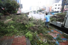태풍 마이삭이 할퀴고 간 제주