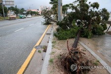 넘어진 가로수