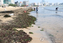 해초 줍는 포항시민
