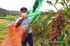 북쌍잡곡작목반 | 가을 결실 위한 수수망 씌우기