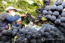 달콤한 영흥도 포도 수확합니다