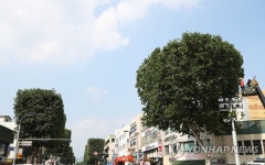 사각형으로 멋 낸 가로수