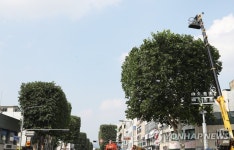 사각형으로 멋 낸 가로수