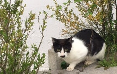 학교로 찾아온 고양이들…건강한 동거 위해 학생들이 뭉쳤다