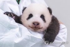 에버랜드 아기판다 이름 지어주세요