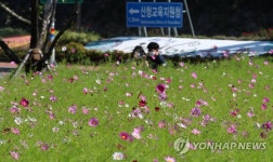 산청 축제광장에 코스모스 활짝