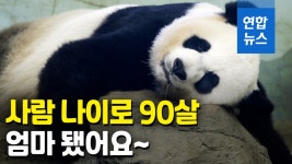[영상] 사람 나이로 90살…미국 최고령 판다 늦둥이 낳았어요