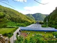 [酒먹방] 신품종 포도로 빚은 강원도의 맛