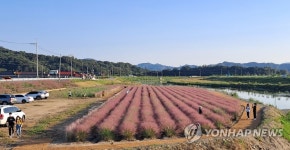 공주 유구천 핑크뮬리 만개