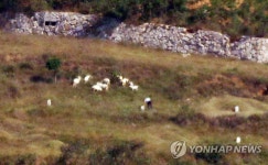 풀 뜯는 염소