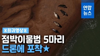 [영상] 드론에 포착된 '귀한 손님' 천연기념물 점박이물범