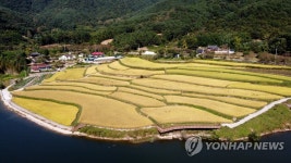 의령의 황금 들녘