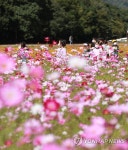 코스모스 구경왔어요