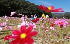 상림공원에 활짝 핀 코스모스