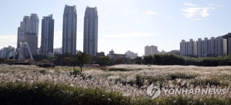 억새에 물든 태화강 국가정원