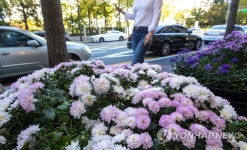 국화길을 따라