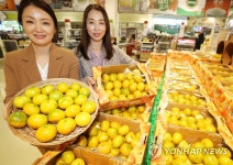 제주 밀감 산지 직거래전