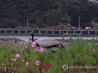 국내 5번 도래한 희귀조류 쇠재두루미
