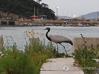 국내 5번 도래한 희귀조류 쇠재두루미
