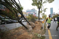 광주 상무대로 수목 이식…지하철 2호선 공사 본격화